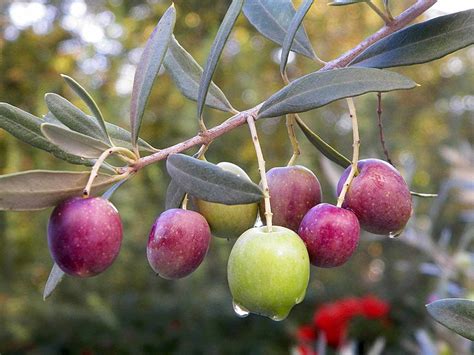 busty olive|A Beginner's Guide to Olives: 14 Types Worth Seeking Out.